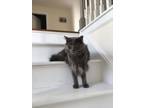 Adopt Thoreau a Gray or Blue Domestic Mediumhair / Mixed (medium coat) cat in
