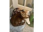Adopt Opie a Orange or Red (Mostly) Tabby / Mixed (short coat) cat in
