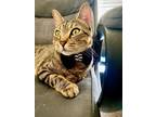 Adopt Garfield a Brown Tabby Tabby (medium coat) cat in Littleton, CO (41049469)