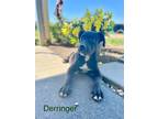 Adopt Derringer a Catahoula Leopard Dog / Mixed dog in St.