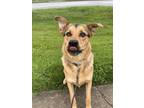 Adopt Ulysses a Black - with Tan, Yellow or Fawn German Shepherd Dog / Shepherd