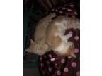 Adopt Purrrfectly Bonded Sisters "Periwinkle" and "Party" a Orange or Red