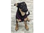 Adopt Misty a Shepherd (Unknown Type) / Australian Cattle Dog / Mixed dog in