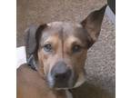 Adopt Trouble a Tricolor (Tan/Brown & Black & White) Mutt / Mixed dog in