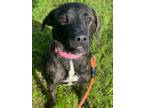 Adopt Caspian a Brindle Plott Hound / Mixed Breed (Medium) / Mixed (short coat)