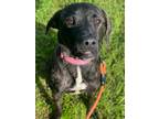 Adopt Caspian a Brindle Plott Hound / Mixed dog in San Antonio, TX (41263191)