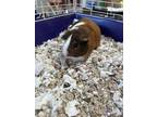 Adopt Patches a Brown or Chocolate Guinea Pig / Mixed small animal in Burton