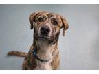 Adopt Big Boi a Black Mixed Breed (Large) / Mixed dog in Newton, KS (41200508)