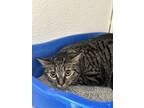 Adopt Meyers a Brown Tabby Domestic Shorthair / Mixed Breed (Medium) / Mixed