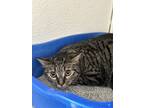 Adopt Meyers a Brown or Chocolate Domestic Shorthair / Domestic Shorthair /