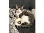 Adopt Bruce a Gray or Blue Domestic Shorthair / Domestic Shorthair / Mixed cat