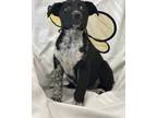 Adopt Juniper a Black Australian Cattle Dog / Mixed Breed (Medium) / Mixed