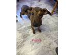 Adopt Velma a Brindle Doberman Pinscher / Hound (Unknown Type) / Mixed dog in