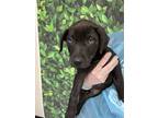 Adopt Duchess of Chews a Black Labrador Retriever / Mixed dog in San Antonio