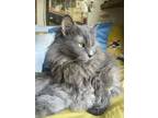 Adopt Musha a Gray or Blue Maine Coon / Mixed (long coat) cat in Denton