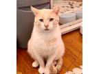 Adopt Rufus Holly a Orange or Red Tabby Domestic Shorthair (short coat) cat in