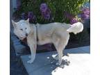 Adopt Vishes a White Husky / Mixed dog in Yakima, WA (41281591)