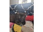 Adopt Freya a Black (Mostly) Domestic Shorthair (short coat) cat in New Milford