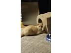 Adopt Killua a White (Mostly) European Burmese / Mixed (short coat) cat in Casa