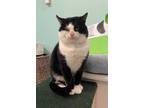 Adopt Pokey a All Black Domestic Shorthair / Domestic Shorthair / Mixed cat in