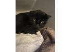 Adopt Maxie a All Black Domestic Shorthair / Domestic Shorthair / Mixed cat in