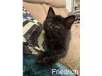 Adopt Friedrich a Black (Mostly) Domestic Mediumhair (medium coat) cat in New