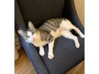 Adopt Mystic a Gray or Blue (Mostly) Domestic Shorthair / Mixed (short coat) cat