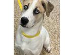Adopt Lani a White Great Pyrenees / Mixed dog in Huntsville, TX (40554747)
