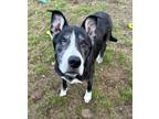 Adopt Jack a Black German Shepherd Dog / Mixed dog in Bellaire, MI (41281468)