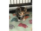 Adopt Coco a Orange or Red Domestic Shorthair / Mixed Breed (Medium) / Mixed