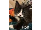 Adopt Rolf a Black & White or Tuxedo Domestic Mediumhair (medium coat) cat in