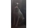 Adopt Spot a Tricolor (Tan/Brown & Black & White) Mutt / Mixed dog in Atlanta
