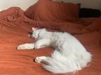 Adopt baby a White (Mostly) RagaMuffin / Mixed (long coat) cat in Philadelphia