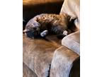 Adopt Willow a Tiger Striped Domestic Shorthair / Mixed (short coat) cat in
