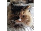 Adopt Cali a Calico or Dilute Calico Domestic Longhair / Mixed (long coat) cat