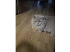 Adopt Ted a Gray or Blue Domestic Longhair / Mixed (long coat) cat in Palm