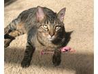 Adopt Chandler a Gray, Blue or Silver Tabby Tabby / Mixed (short coat) cat in
