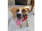 Adopt Jazzy a Tan/Yellow/Fawn - with White Pit Bull Terrier / Mixed dog in