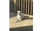 Adopt Danny a White - with Tan, Yellow or Fawn American Eskimo Dog / Mixed dog