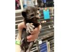Adopt Alamito a All Black Domestic Shorthair / Domestic Shorthair / Mixed cat in