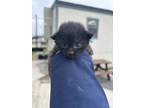 Adopt 55761436 a All Black Domestic Shorthair / Domestic Shorthair / Mixed cat