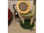 Adopt Melody a Calico or Dilute Calico Calico / Mixed (short coat) cat in