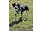 Adopt Rana a Black Mixed Breed (Medium) / Mixed dog in Atchison, KS (40531726)