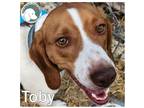 Adopt TOBY a Red/Golden/Orange/Chestnut - with White Beagle / Mixed dog in