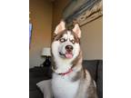 Adopt Zeus a White - with Brown or Chocolate Husky / Mixed dog in Dallas