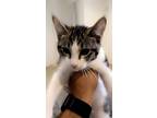 Adopt Cloud a White (Mostly) American Shorthair (short coat) cat in San Jose