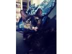 Adopt Kiki a Tortoiseshell Domestic Shorthair / Mixed (short coat) cat in