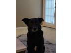 Adopt Hailey a Black Labrador Retriever / Husky / Mixed dog in McKinney