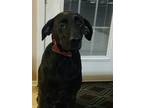 Adopt Carson a Black Labrador Retriever / Mixed dog in Myrtle Beach