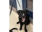 Adopt Loki/ Boomerang K108 a Black Labrador Retriever / Mixed dog in San Angelo